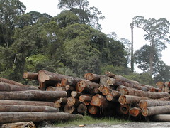 Sustainable logging in Sandakan (FSC certified)