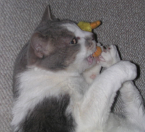 Lucy loves her catnip chick