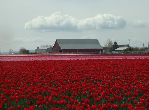 Tulip Fields 2004 by Mrs Madsen