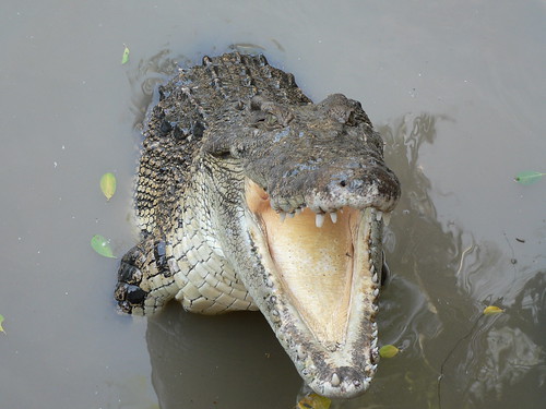 pattaya crocodile farm