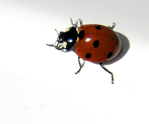 Ladybug on a rail