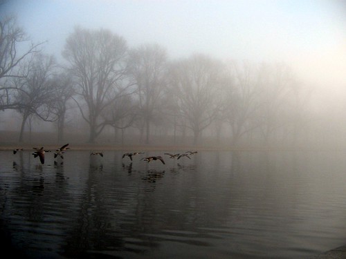 Geese Over Reflecting Pool