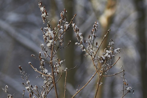 Winter lilac ©  Dmitriy Protsenko