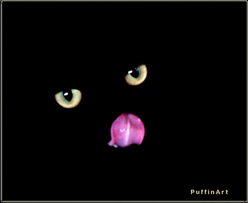 black cat eyes. Black Cat II - Tongue amp; Eyes