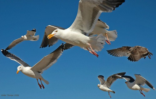 Gulls on the Rampage by Alida's Photos