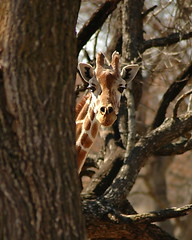 Shy Giraffe Behind Tree