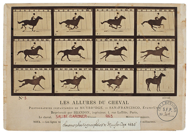E. Muybridge, Les allures du Cheval, 1878 (coll. SFP).
