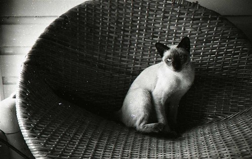 Siamese on the wicker chair, 1957