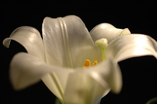 Easter Lily by **Mary**
