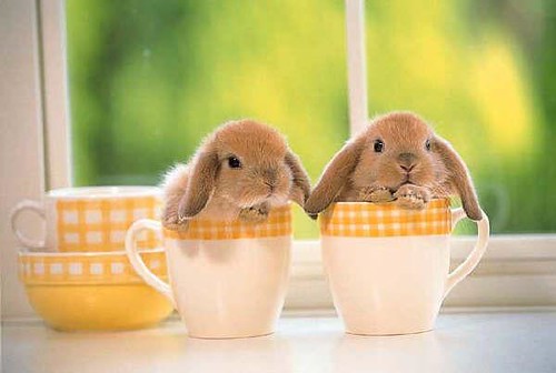 Bunnies In Cups. Aren't these bunnies simply the most adorable creatures 