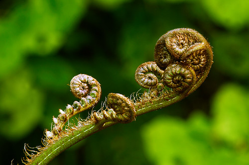 New shoots of the New Zealand silver fern plant have curled spiral tips, 