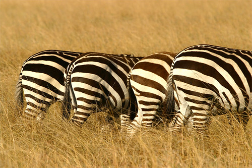 Four zebras standing in a line in the wild