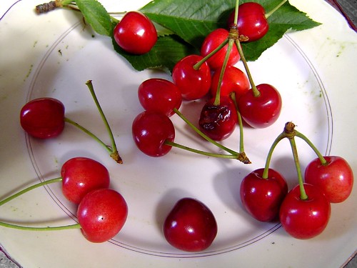 The cherries of my garden
