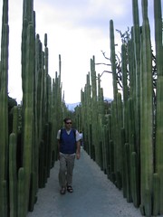 Fence Post Cactus