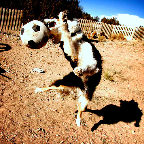 Shaolin Soccer Dog par Norby