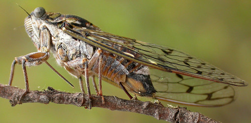 Cicada - Cicada orni by Nigel Jones.