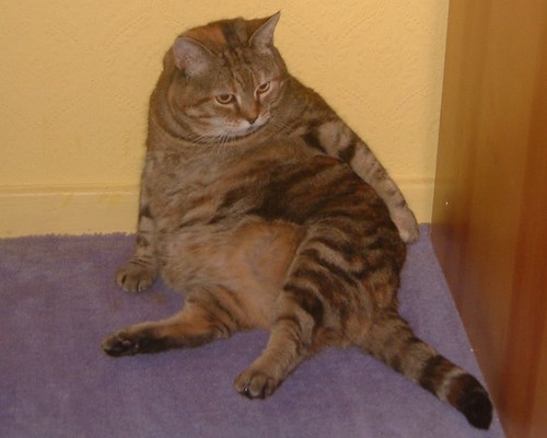 fat cat. The Fat Cat Sat on the Mat!