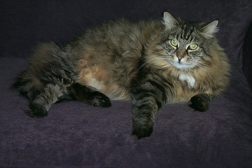 maine coon cat. maine coon cats are wonderful