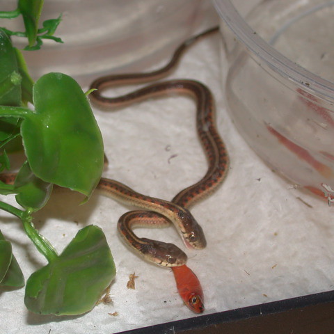 Baby Snake Pictures on Two Baby Garter Snake Is Eating The Small Goldfish