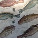Mosaic Pavement depicting fish from the House of the Severi Rome 2nd-3rd century CE (1)