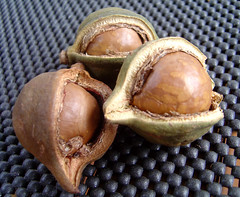 DSC01930 - Macadamia nuts
