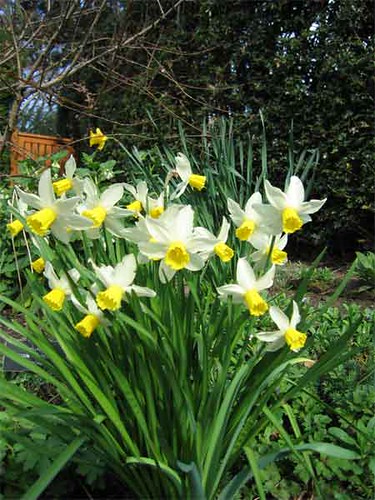 Daffodils xxx