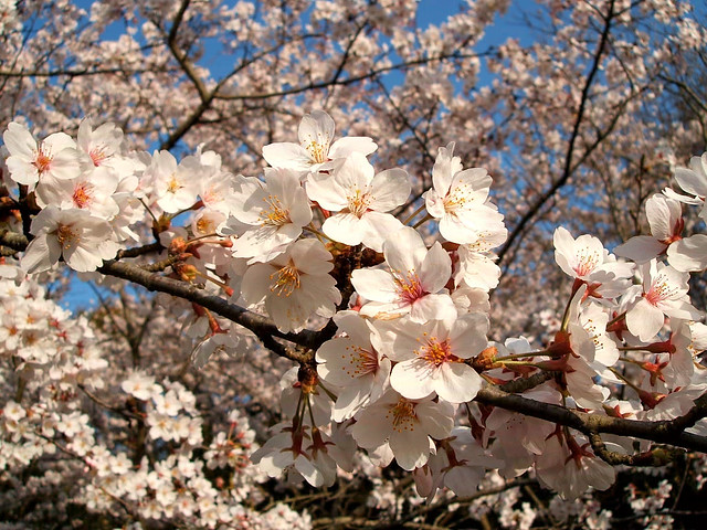 桜の接写