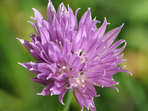 Purple beauty flower