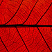 red leaf von Mr.  Mark