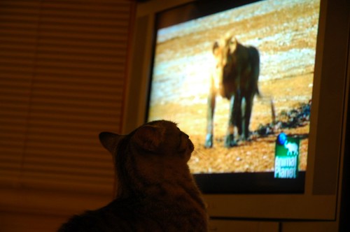 Neville Watches His Ancestors on Animal Planet