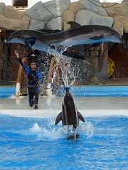 Dolphins Show - by Hamed Saber