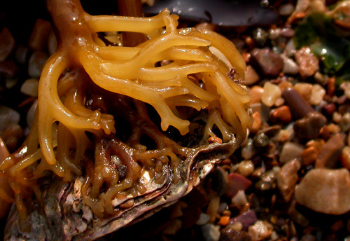 root of seaweed