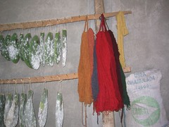 Growing Cochineal and Drying Yarn