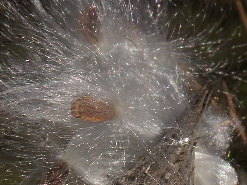 Milkweed close-up