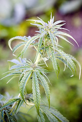 Wild marijuana plant, Tadapani