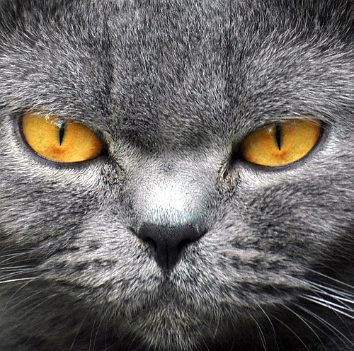 cat eyes foto. such as cats,