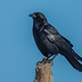 Corneille d'AmÃ©rique / American Crow [Corvus brachyrhynchos]
