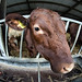 Cow through Samyang 8mm Fisheye