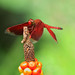 Red darter: using the top of Arum (Araceae) as a raised stand for hunting - bokeh