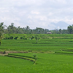 Rice fields in Ubud, Bali