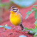 Golden-breasted Bunting (Emberiza flaviventris) ♀