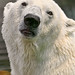 Portrait of a polar bear