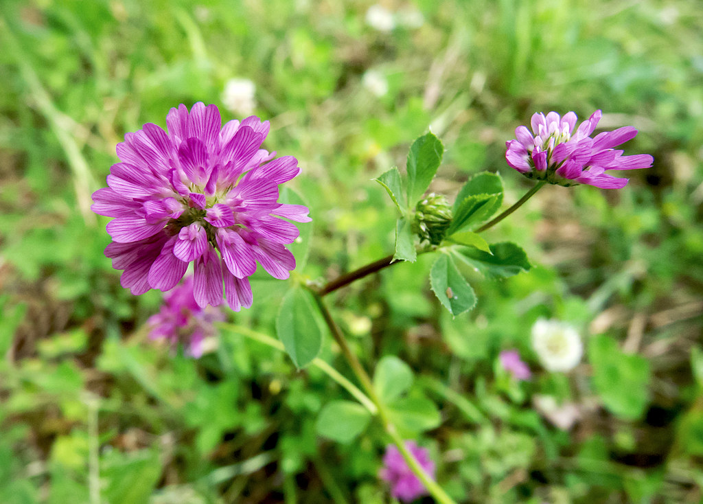 :   ( ) / Trifolium resupinatum / Reversed clover (Persian clover, Shaftal) / Persischer Klee