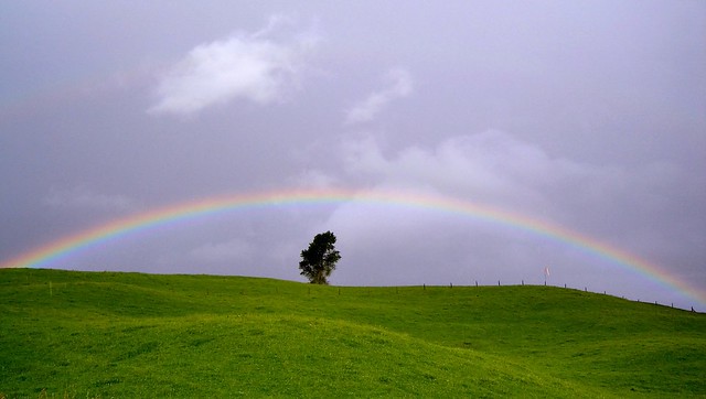 one tree rainbow