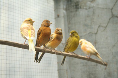 Forum Hewan: Cara mudah merawat burung berkicau