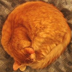 Click here only if you squircle and/or love cats