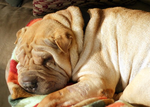Wrinkles Napping (3/4 View)