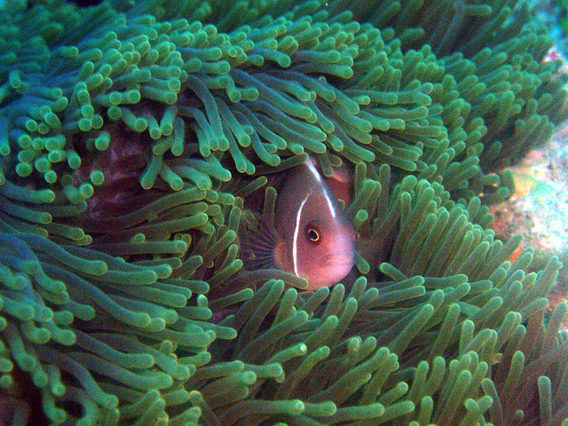 A. periadon. Pink skunk clownfish