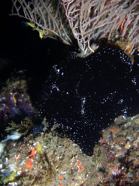 blackfrogfish