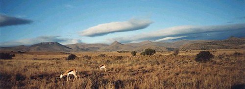 Springbok in South Africa